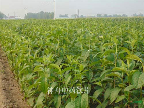 杜仲種植 杜仲種植